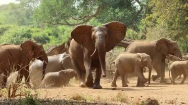 Afrika fil sürüsü (Loxodonta africana) doğal yaşam alanı, Kruger Ulusal Parkı, Güney Afrika