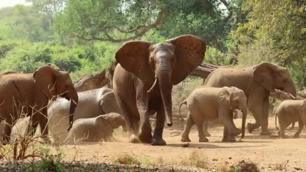 Αγέλη Αφρικανικών Ελεφάντων Loxodonta Africana Φυσικό Περιβάλλον Εθνικό Πάρκο Kruger — Αρχείο Βίντεο