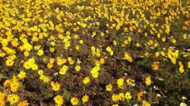 Rüzgarda sallanan parlak sarı kır çiçekleri, Namaqualand, Kuzey Burnu, Güney Afrika