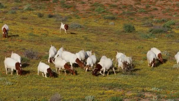 Cabras Criadas Campo Con Flores Silvestres Amarillas Namaqualand Sudáfrica — Vídeo de stock