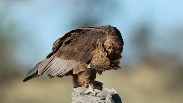 Ein Junger Bateleur Adler Terathopius Ecaudatus Thront Auf Einem Ast — Stockvideo