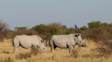 Nesli tükenmekte olan bir çift beyaz gergedan (Ceratotherium simum) Güney Afrika 'da doğal ortamlarda beslenir.