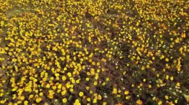 Rüzgarda sallanan parlak sarı kır çiçekleri, Namaqualand, Kuzey Burnu, Güney Afrika