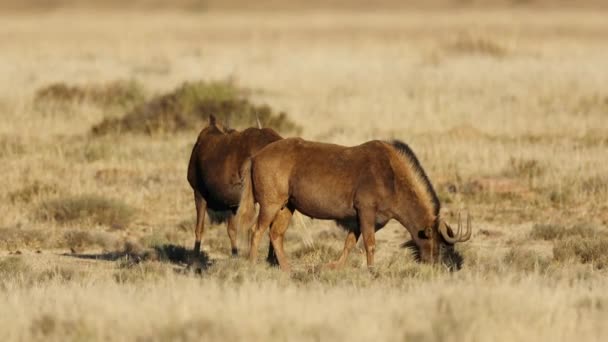 땅에서 자라는 야생동물 Connochaetes Gnou 마운틴 얼룩말 남아프리카 공화국 — 비디오