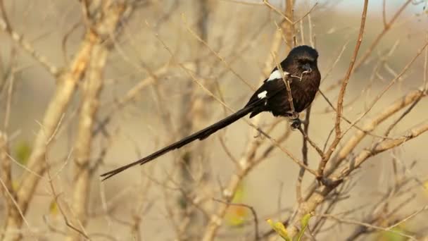 Sebuah Magpie Shrike Urolestes Melanoleucus Bertengger Cabang Taman Nasional Kruger — Stok Video