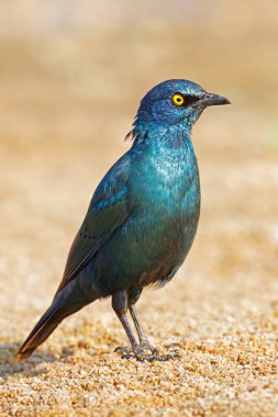 Daha büyük mavi kulaklı sığırcıklar (Lamprotornis chalybaeus), Kruger Ulusal Parkı, Güney Afrika