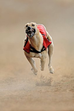 Bir köpek yarışı sırasında son sürat koşan tazı.