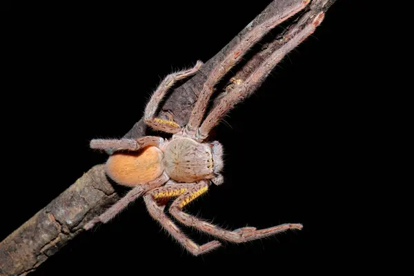 在黑色背景上隔离的澳大利亚蜘蛛毛茸茸的特写 — 图库照片