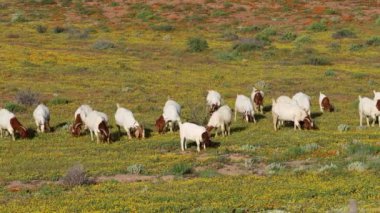Yeşil çiçekli bir tarlada beslenen keçiler, Namaqualand, Güney Afrika