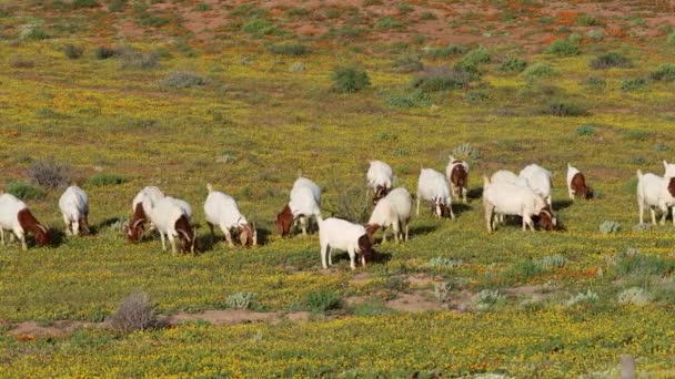 Αιγοειδή Ελεύθερης Βοσκής Που Τρέφονται Αγρό Κίτρινα Αγριολούλουδα Namaqualand Νότια — Αρχείο Βίντεο