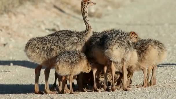 Cría Pequeños Pollitos Avestruz Struthio Camelus Hábitat Natural Desierto Kalahari — Vídeos de Stock
