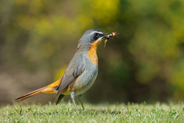 Colorful Cape Robin Chat Cossypha Caffra Perched Ground South Africa — Stock Photo, Image