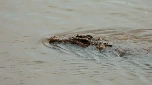 Een Grote Nijl Krokodil Crocodylus Niloticus Zwemmen Het Water Kruger — Stockvideo