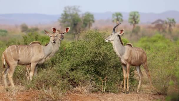 Antilopi Kudu Tragelaphus Strepsiceros Che Nutrono Cespuglio Kruger National Park — Video Stock