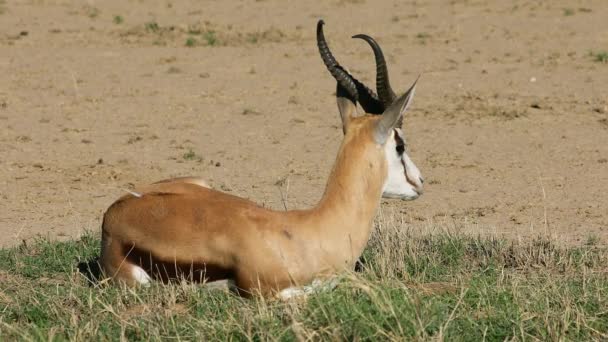 Een Springbok Antilope Antidorcas Marsupialis Rustend Natuurlijke Habitat Kalahari Woestijn — Stockvideo