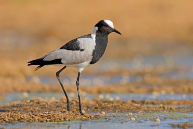 Doğal habitat, Kruger Ulusal Parkı, Güney Afrika 'da bir demirci kanadı (Vanellus armatus)