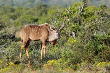 Doğal habitatta erkek kudu antilobu (Tragelaphus strepsiceros), Addo Fil Ulusal Parkı, Güney Afrika