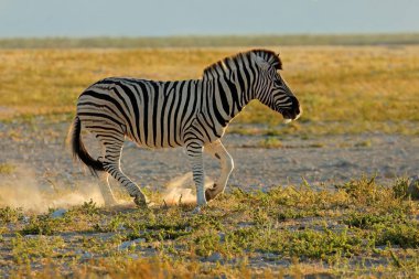 Gün doğumunda toz içinde bir zebra (Equus burchelli), Etosha Ulusal Parkı, Namibya