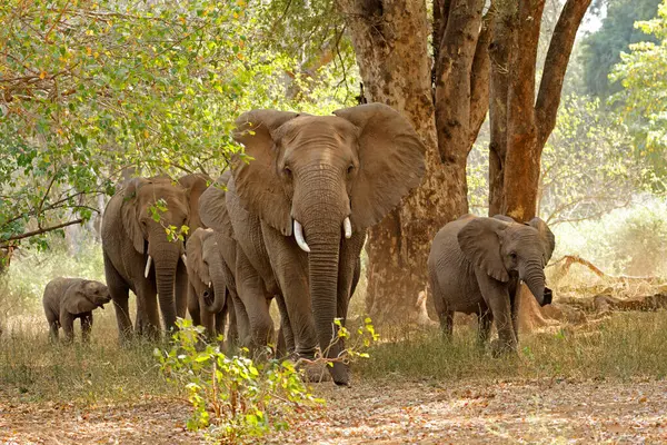 Herd African Elephants Loxodonta Africana Forest Kruger National Park South — Stock Photo, Image