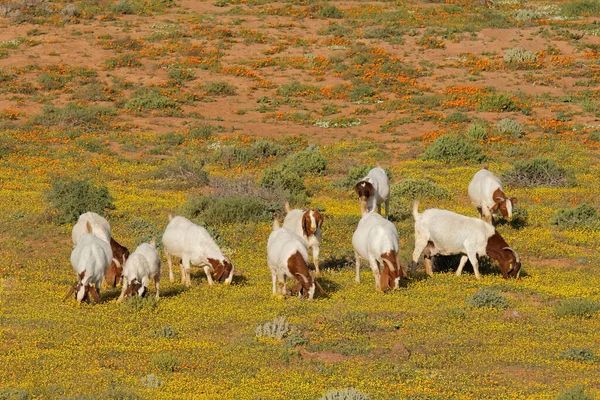 Chèvres Liberté Nourrissant Dans Champ Avec Des Fleurs Sauvages Jaunes — Photo