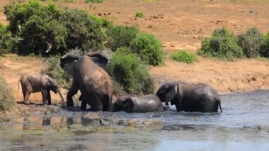 African elephants (Loxodonta africana) playing in a muddy waterhole, Addo Elephant National Park, South Africa