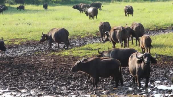 African Cape Buffalo Syncerus Caffer Herd Muddy Waterhole Mokala National — Stock Video