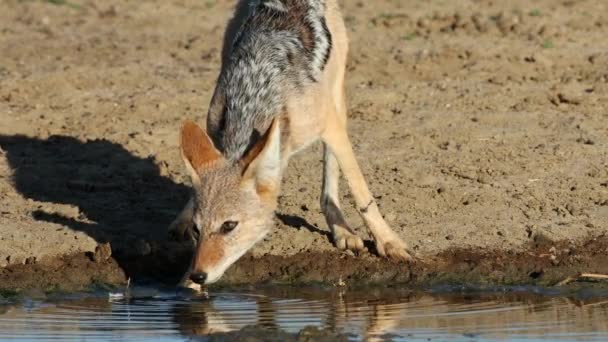 Šakal Černý Canis Mesomelas Popíjející Vodní Díry Kalahari Poušť Jihoafrická — Stock video