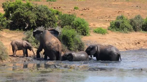 African Elephants Loxodonta Africana Playing Muddy Waterhole Addo Elephant National — Vídeos de Stock