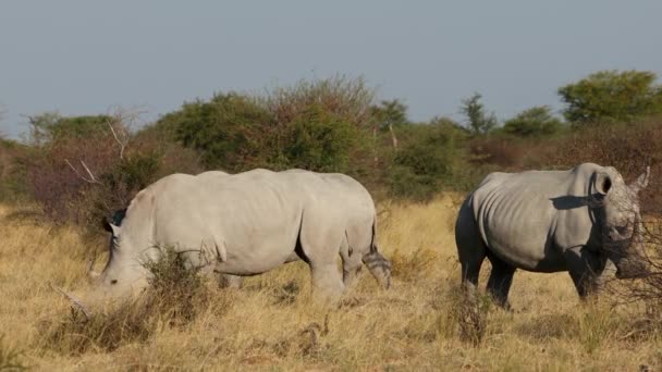 Utfodring Med Utrotningshotad Vit Noshörning Ceratotherium Simum Naturliga Livsmiljöer Sydafrika — Stockvideo