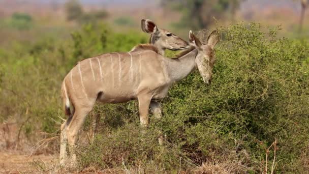 Antílopes Kudu Tragelaphus Strepsiceros Alimentándose Arbusto Parque Nacional Kruger Sudáfrica — Vídeos de Stock