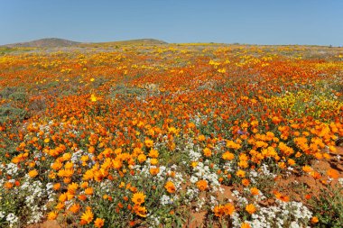 Renkli bahar çiçekleri, Namaqualand, Kuzey Burnu, Güney Afrika