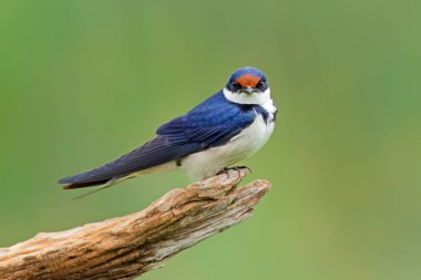 Beyaz boğazlı kırlangıç (Hirundo albigularis) Güney Afrika 'da bir dala tünemiştir.