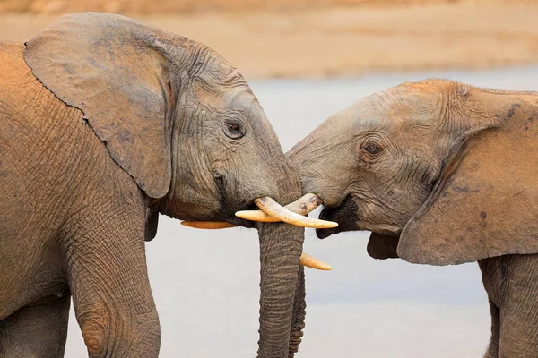 Interaction Two African Elephants Loxodonta Africana Addo Elephant National Park — Stock Photo, Image