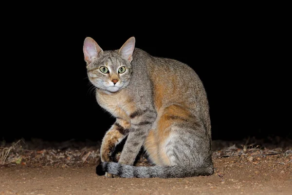 African Wild Cat Felis Silvestris Lybica Night Kruger National Park — Stock Photo, Image