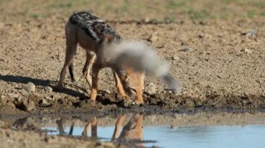Siyah sırtlı bir çakal (Canis mesomelas) Güney Afrika 'da Kalahari Çölü' nde bir su birikintisinde içiyor.