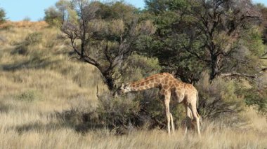 Bir zürafa (Giraffa camelopardalis) Güney Afrika 'da Kalahari Çölü' nde dikenli bir ağaçtan beslenir.