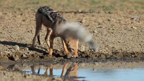 Шакал Черной Спиной Canis Mesomelas Пьет Водной Дыре Пустыня Калахари — стоковое видео