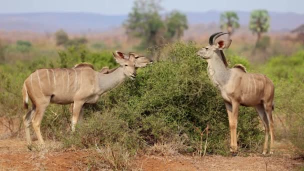 Kudu Antílopes Tragelaphus Strepsiceros Alimentando Arbusto Kruger National Park África — Vídeo de Stock