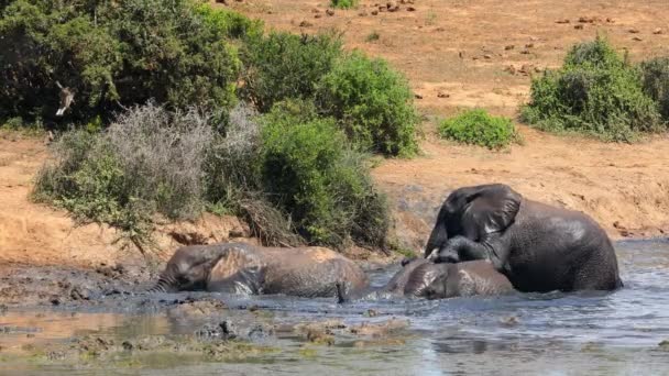 African Elephants Loxodonta Africana Playing Muddy Waterhole Addo Elephant National — 图库视频影像