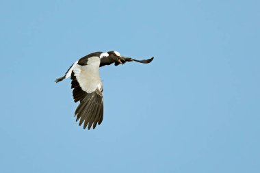 Bir demirci kanatları (Vanellus armatus) açık kanatları ile uçuyor, Güney Afrika