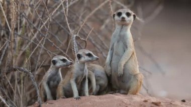 Doğal habitat, Kalahari Çölü, Güney Afrika 'da Mirket (Suricata suricatta) ailesini alarma geçir