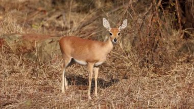 Doğal yaşam alanında dişi steenbok antilobu (Raphicerus campestris), Kruger Ulusal Parkı, Güney Afrika