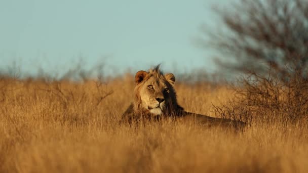 南非卡拉哈里沙漠 大雄非洲狮子 Panthera Leo 在清晨的阳光下 — 图库视频影像