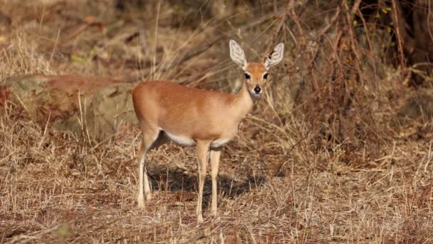Antilope Steenbok Femminile Raphicerus Campestris Habitat Naturale Kruger National Park — Video Stock