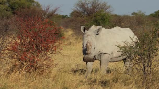 Utrotningshotad Vit Noshörning Ceratotherium Simum Naturlig Miljö Sydafrika — Stockvideo