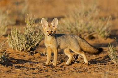 Bir Cape fox (Vulpes chama) sabahın erken saatlerinde, Kalahari Çölü, Güney Afrika
