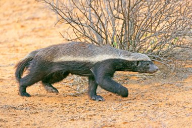 A honey badger (Mellivora capensis) in natural habitat, Kalahari desert, South Africa