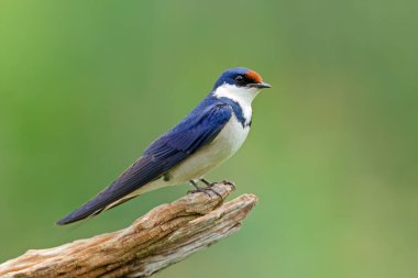 Beyaz boğazlı kırlangıç (Hirundo albigularis) Güney Afrika 'da bir dala tünemiştir.