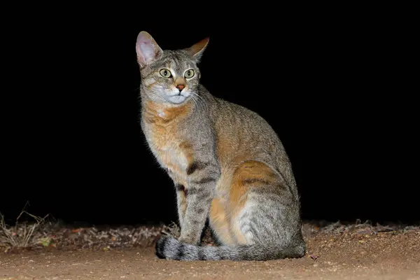 Eine Afrikanische Wildkatze Felis Silvestris Lybica Während Der Nacht Kruger — Stockfoto