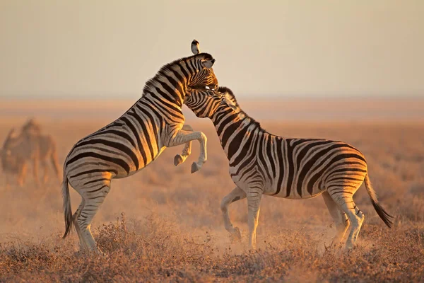 Walka Dwóch Ogierów Równiny Zebra Equus Burchelli Park Narodowy Etosha — Zdjęcie stockowe